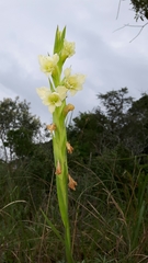 Gladiolus ochroleucus