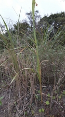 Gladiolus ochroleucus
