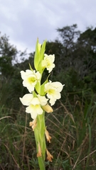 Gladiolus ochroleucus