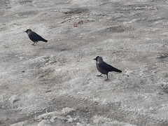 Corvus monedula