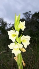 Gladiolus ochroleucus