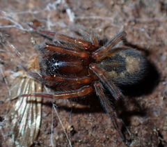 Amaurobius fenestralis