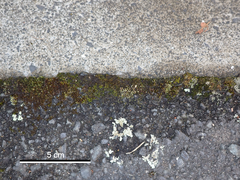 Xanthoparmelia scabrosa