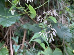 Eupatorium formosanum