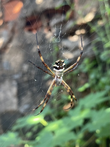 Silver Garden Orbweaver