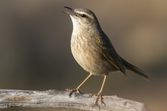 Anthus crenatus