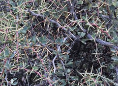 Berberis grevilleana