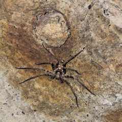 Sinopoda forcipata