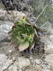 Dudleya candelabrum