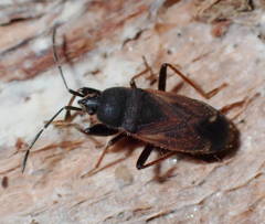 Eremocoris plebejus