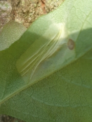 Phyllonorycter trifasciella