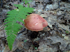 Boletus miniatopallescens