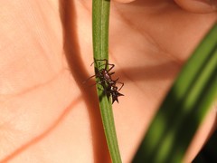 Micrathena swainsoni