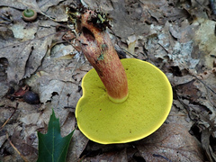 Boletus miniatopallescens