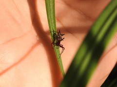 Micrathena swainsoni