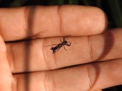 Micrathena swainsoni
