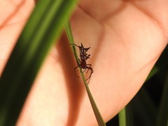 Micrathena swainsoni