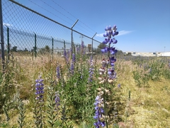 Lupinus