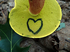 Boletus miniatopallescens