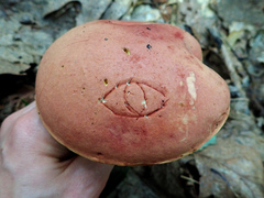Boletus miniatopallescens