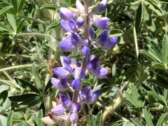 Lupinus