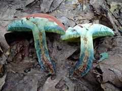 Boletus miniatopallescens