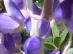 Lupinus