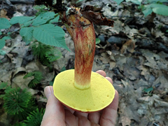 Boletus miniatopallescens