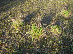 Juncus caespiticius
