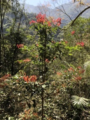 Beilschmiedia erythrophloia