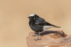 White-Crowned Wheatear photo 2