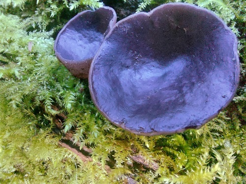 Pachyella violaceonigra