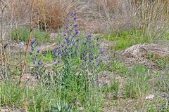 Echium vulgare