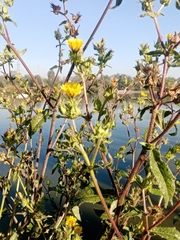 Helminthotheca echioides