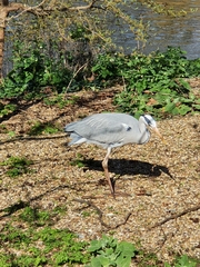 Ardea cinerea