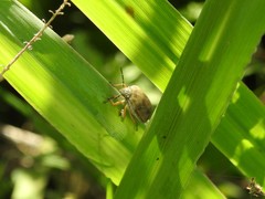 Orsilochides leucoptera