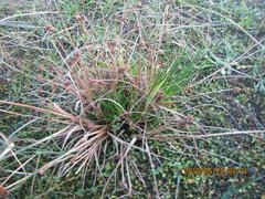 Juncus caespiticius