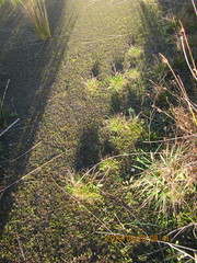 Juncus caespiticius