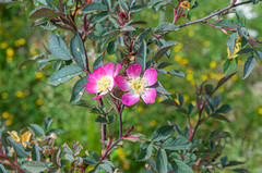 Rosa glauca