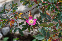 Rosa glauca