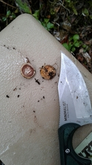 Elaphomyces granulatus