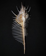 Murex pecten