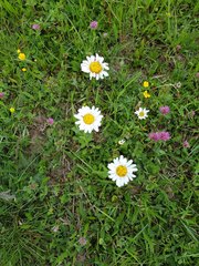 Leucanthemum vulgare