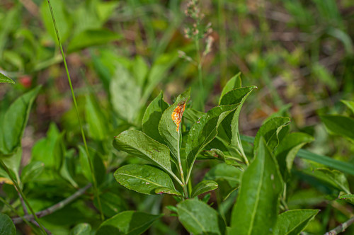 Melampsora euonymi-caprearum