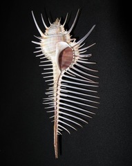 Murex pecten