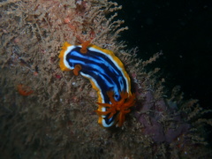 Chromodoris magnifica