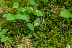 Exobasidium arescens