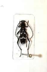 Rhaphuma gracilipes