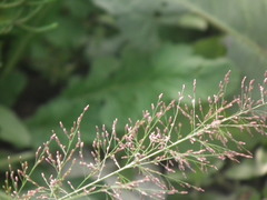 Eragrostis japonica