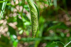 Puccinia cribrata